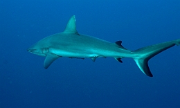 Sipadan_2015_Requin gris de recif ou Dagsit_Carcharhinus amblyrhynchos_IMG_2985_rc